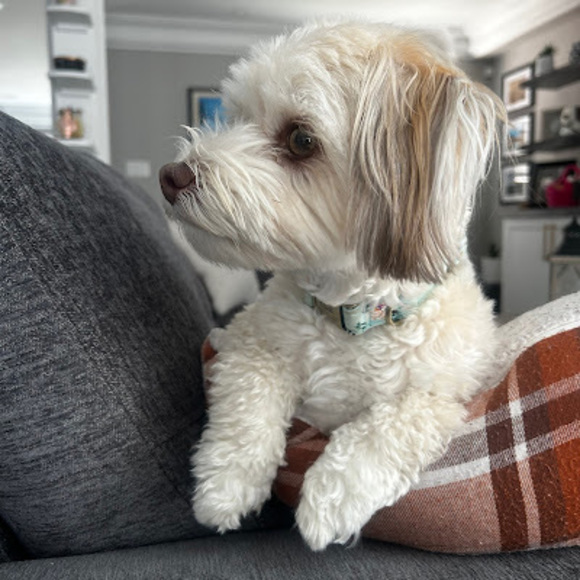 Meet your Posher, Vanessa - Picture 1 of 1